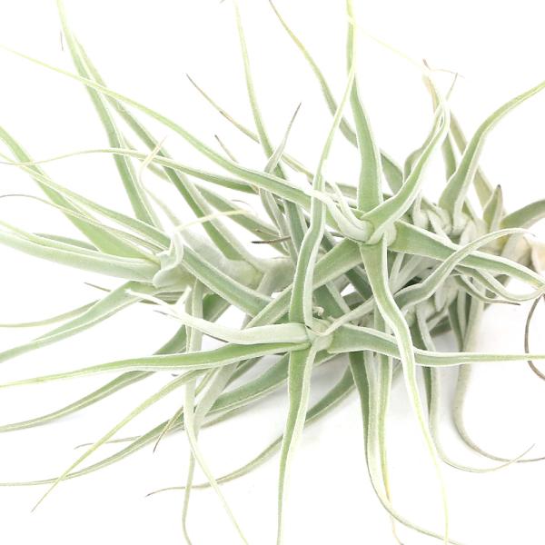 エアープランツ クランプの人気商品 通販 価格比較 価格 Com