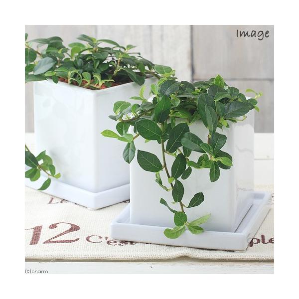 iϗtAj@CeA@KW}@tBJX@VO@}bgzCgiPjMt@Z~X@A@@@v[g