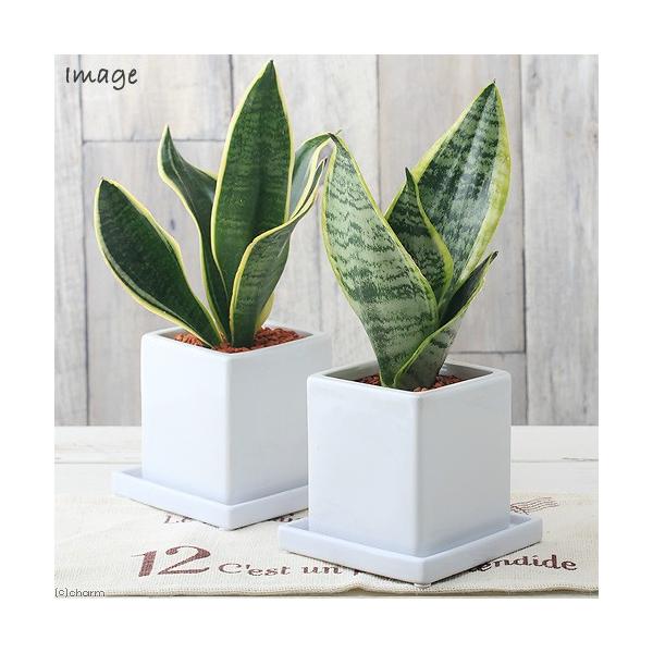 iϗtAjTXxA@i킨܂@픫A@}bgzCgiPjMt@Z~X@A@@@v[g