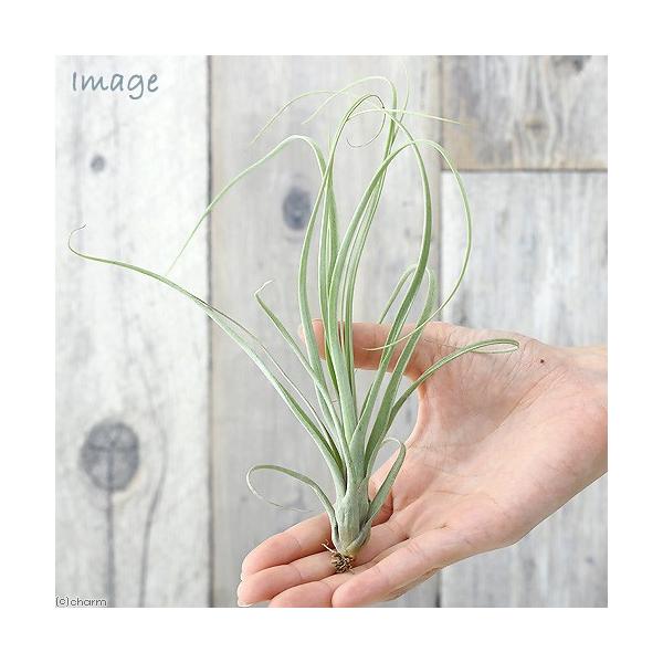 _gardening　_hachu　_kame　インテリア　インテリア・雑貨　ガーデニング　観葉植物　園芸　ビバリウム　アクアテラリウム　パルダリウム　両爬向き植物　パイナップル科　ハナアナナス属　着生植物　エアブロメリア　エアプランツ　テ...