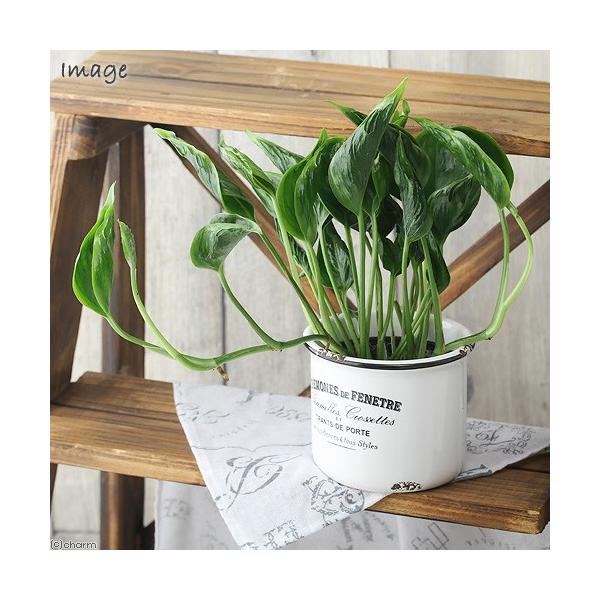 ポトス みんな探してる人気モノ ポトス