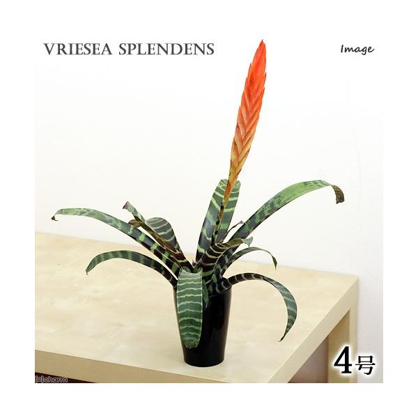 安いタンクブロメリアの通販商品を比較 ショッピング情報のオークファン