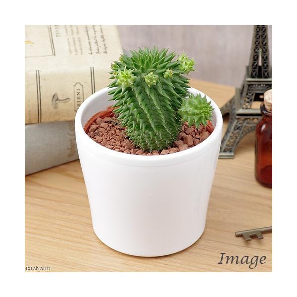 _hachu　_gardening　_kame　ガーデニング　サボテン・多肉植物植物　インテリア　tanikuplapot_series　植物　植物生体　ガーデニング生体　20160901　ＨＴ　育て方　育成方法　栽培方法　観葉植物　opa...