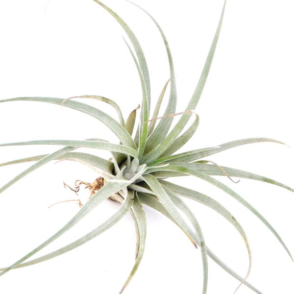 ブロメリア・エアープランツ Tillandsia Domingo's charm. Tillandsia