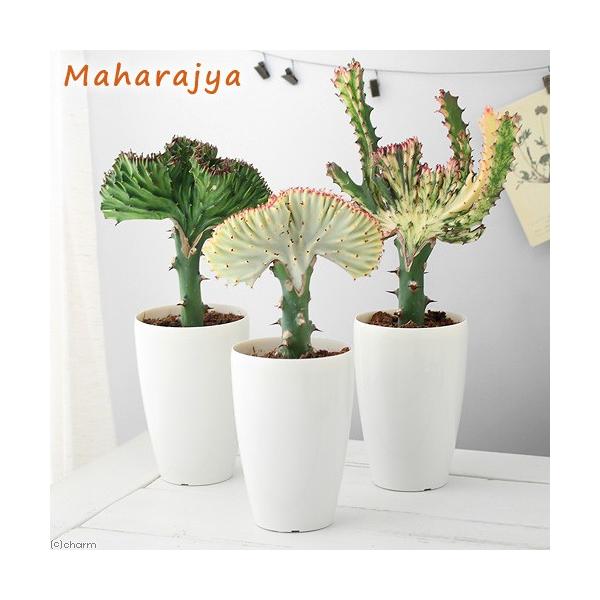 �i�����A���j���[�t�H���r�A�@���N�e�A�@�N���X�^�[�^(�N�C�[���}�n���W��)�@�S���i�P���j