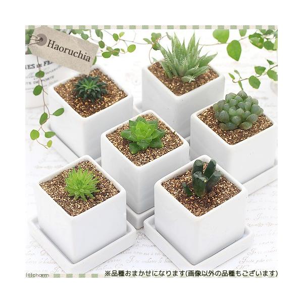 iAjnI`A@i킨܂@픫A@_CXriPj@Mt@ԋʓy@A@@@v[g