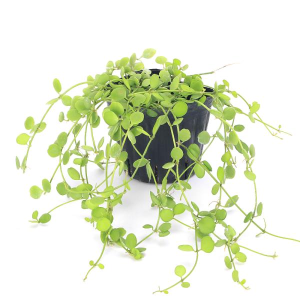 _hachu　_kame　_gardening　観葉植物　園芸　多肉植物　ガーデニング　ビバリウム　アクアテラリウム　パルダリウム　両爬向き植物　ガガイモ科　アリ植物　着生植物　つる性　蔓性　dischidia_series　Dischid...