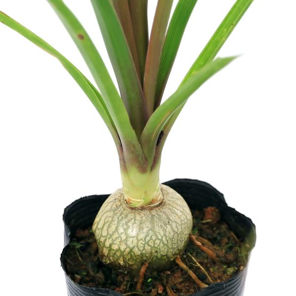 観葉　ガーデニング　リュウゼツラン　キジカクシ　ドラセナノリナ　ノリナレクルバータ　ポニーテール　子ブタのしっぽ　子豚のしっぽ　徳利蘭　コーデックス　塊根植物　Beaucarnea　recurvata　Nolina　_gardening　イ...