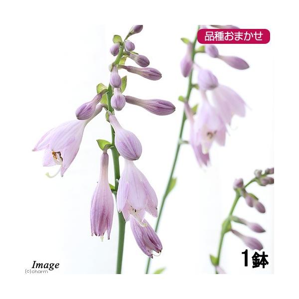 iR쑐jM{EVi[j@i킨܂@R`SiP|bgjixԁj