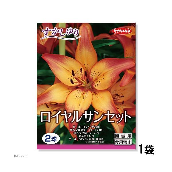 観葉植物 ユリ球根 すかしゆり ロイヤルサンセット ２球詰 １袋 チャーム Charm Paypayモール店 通販 Paypayモール