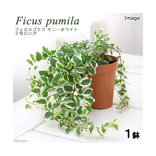 観葉植物）フィカス プミラ サニーホワイト ２号ロング（１鉢） 北海道 