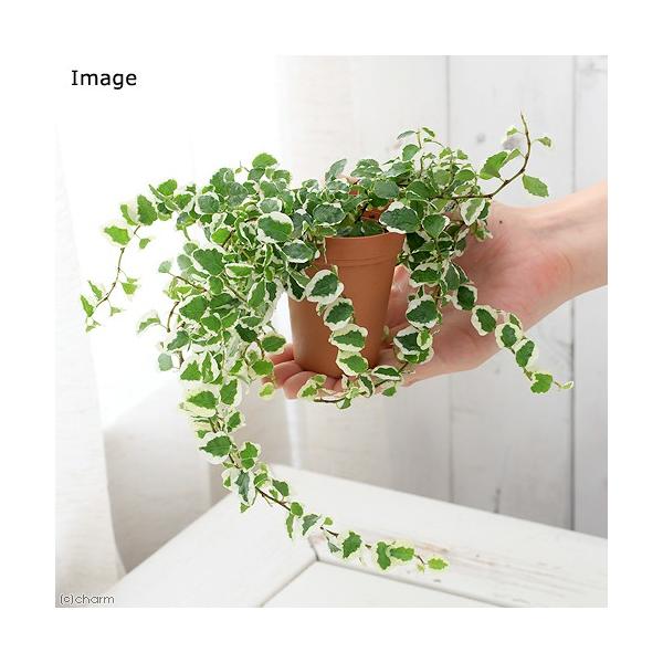 観葉植物 フィカス プミラ サニーホワイト ２号ロング １鉢 北海道冬季発送不可 Buyee Buyee Japanese Proxy Service Buy From Japan Bot Online