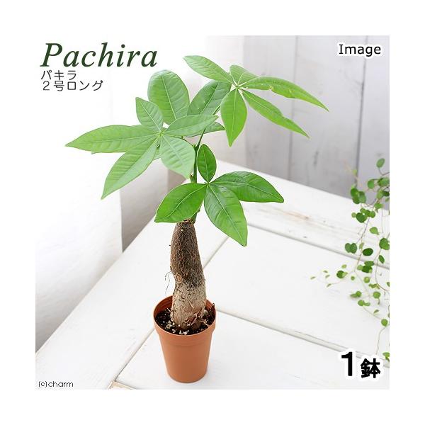 観葉　邑楽店　_gardening　観葉植物　ガーデニング　パンヤ科　アオイ科　パキラ属　アクアティカ　グラブラ　カイエンナッツ　Pachira　aquatica　glabra　育て方　育成方法　栽培方法　20170829　KO　opa2_...