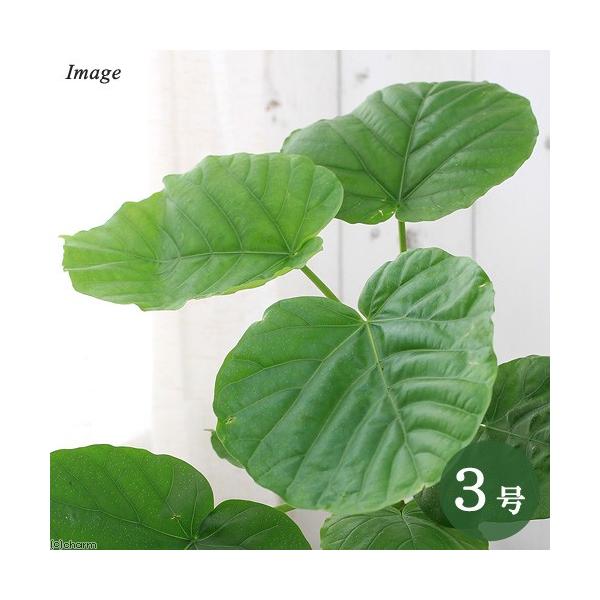 _hachu　_kame　_gardening　観葉植物　園芸　ガーデニング　ビバリウム　アクアテラリウム　パルダリウム　両爬向き植物　クワ科　イチジク属　Ficus　umbellata　4goukanyou_series　育て方　育成方法...