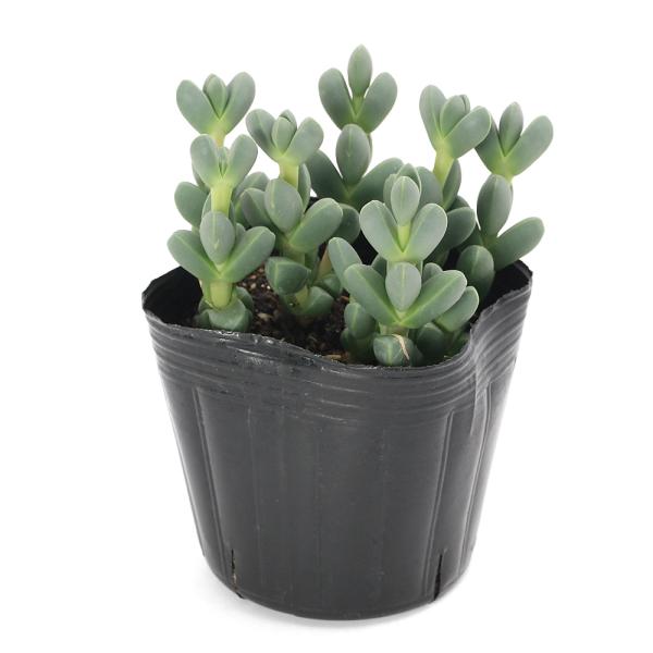 観葉　邑楽店　_gardening　_hachu　_kame　ガーデニング　園芸　サボテン・多肉植物　メセン　植物　植物生体　ガーデニング生体　tanikuplapot_series　育て方　育成方法　栽培方法　コルプスキュラリア　コルプス...