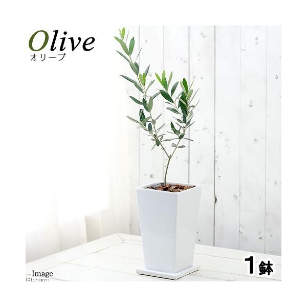 iϗtAjʎc@I[u̖؁@i킨܂@g[XNGAAiPj@o[N