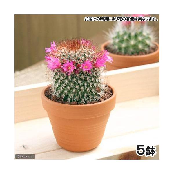 iAjfĔ@T{e@i킨܂@RiTj@i햼̃xt