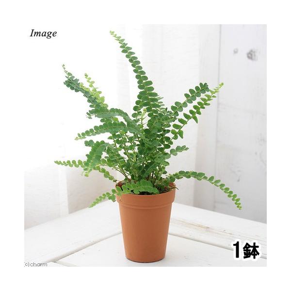 観葉植物 ネフロレピスの人気商品・通販・価格比較 - 価格.com 観葉植物 ネフロレピスの人気商品・通販・価格比較 - 価格.com