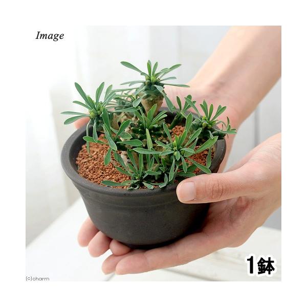 iAj[tHrA@RiKrUj@RDTiPj