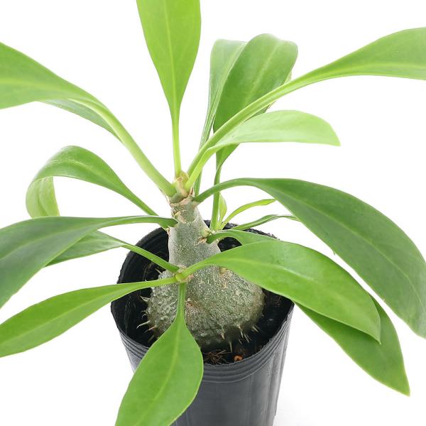 チャーム（ペット） （観葉植物）ミルメコディア ベッカリー 2