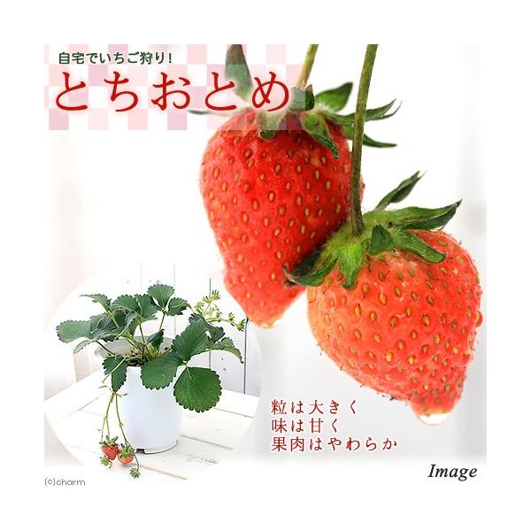 苗 とちおとめ イチゴの人気商品・通販・価格比較 - 価格.com 苗 とちおとめ イチゴの人気商品・通販・価格比較 - 価格.com