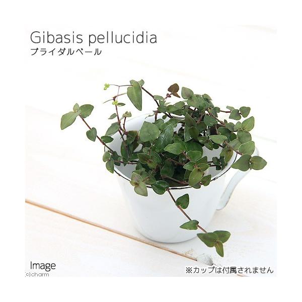 _kame　_hachu　_gardening　_interior　ニ観葉　オアシス苗　ビバリウム　パルダリウム　ガーデニング　花　苗　鉢花　観葉植物　ブライダルベール　育て方　育成方法　栽培方法　吊鉢　ツリバチ　Ｇｉｂａｓｉｓ　ｐｅｌｌｕ...