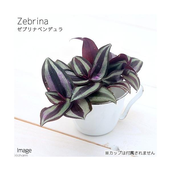 _hachu　_gardening　_kame　ガーデニング　観葉植物　ハイドロカルチャー　オアシス苗　all_plants　oasisnae　両爬向き植物　オアシス苗単品　Tradescantia　zebrina　pendula　ハカタカ...