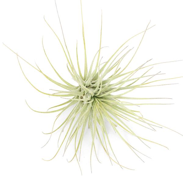 _kame　_hachu　インテリア　インテリア・雑貨　ガーデニング　観葉植物　園芸　ガーデニング　ビバリウム　アクアテラリウム　パルダリウム　アリ植物　両爬向き植物　パイナップル科　ハナアナナス属　着生植物　エアブロメリア　エアプランツ　...