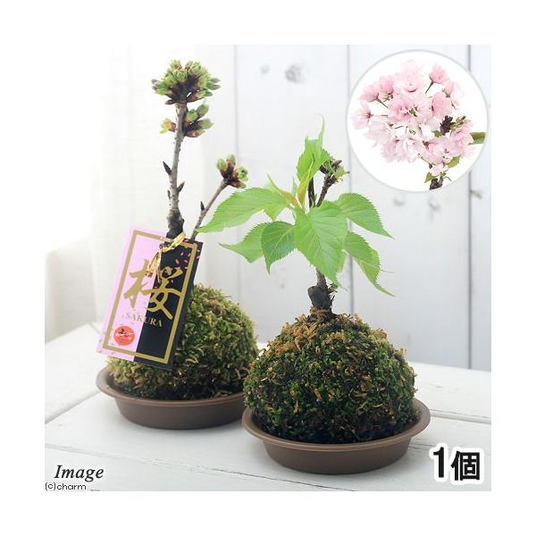 i~́jۋʁ@TNijiPj@ϗtA@RPʁixԁj