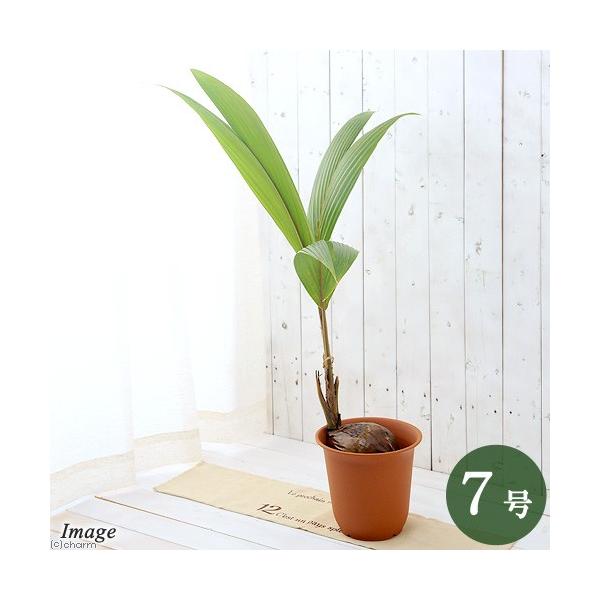観葉植物 ココヤシの人気商品 通販 価格比較 価格 Com