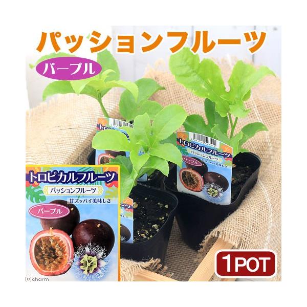 iϗtAj΂̃J[e@ؕc@@pbVt[c@p[v@RDTiP|bgj@ƒ؉@ʕ@t[c