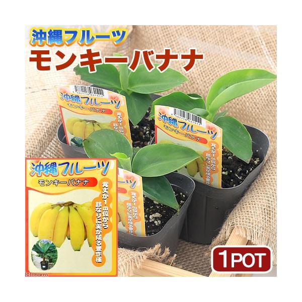 （観葉植物）果樹苗　沖縄　バナナ　モンキーバナナ　３．５号（１ポット）　家庭菜園