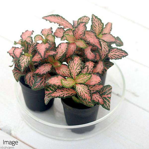 観葉植物 ビバリウムプランツ フィットニア 切れ葉 ピンク系 ３ｃｍポット １ポット Buyee Buyee 提供一站式最全面最專業現地yahoo Japan拍賣代bid代拍代購服務 Bot Online