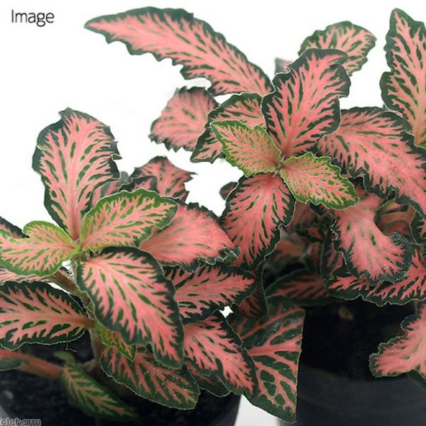 観葉植物 ビバリウムプランツ フィットニア 切れ葉 ピンク系 ３ｃｍポット １ポット Buyee Buyee 提供一站式最全面最專業現地yahoo Japan拍賣代bid代拍代購服務 Bot Online