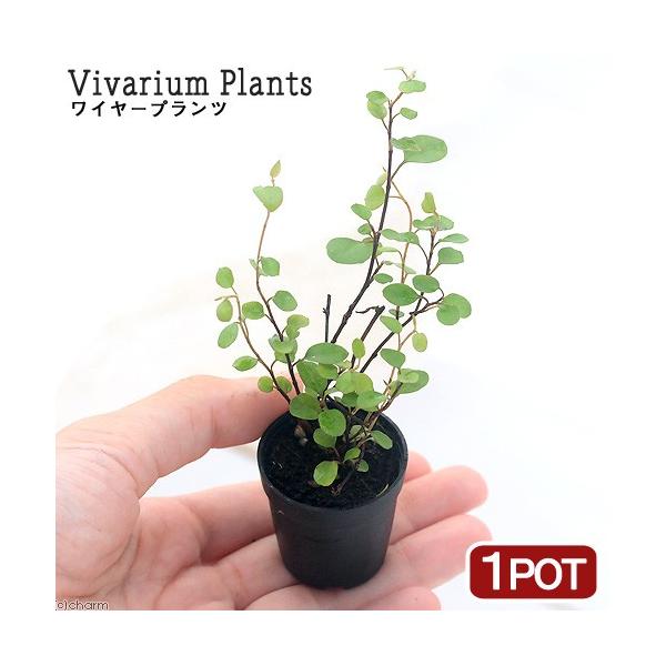 観葉植物 ワイヤー」の人気商品一覧・価格比較 - 価格.com