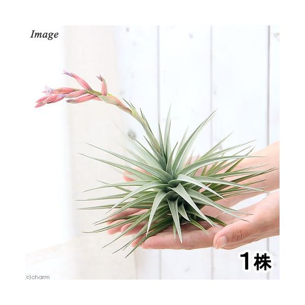 チャーム（charm） （観葉植物）エアープランツ チランジア
