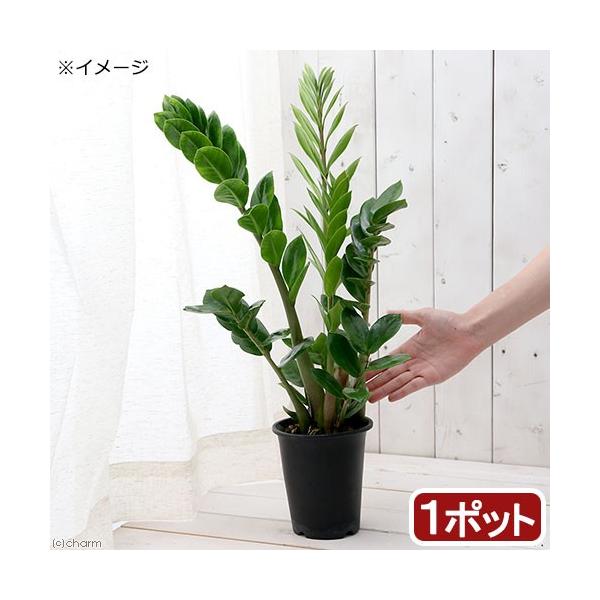 観葉植物　園芸　ガーデニング　ビバリウム　アクアテラリウム　パルダリウム　サトイモ　ザミオカルカス　ザミオクルカスザミーフォリア　Zamioculcas　zamiifolia　all_plants　植物苗　20100529　育て方　育成方法...