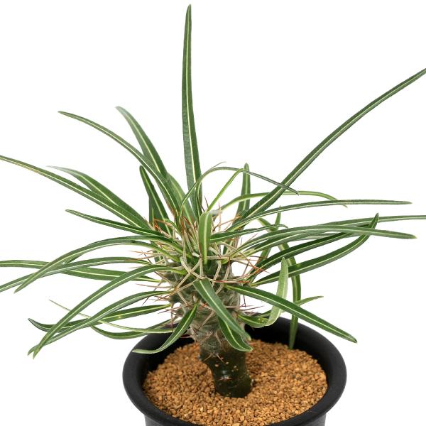 観葉植物 パキポディウム ゲアイー 実生株 ３号 １鉢 コーデックス チャーム Charm Paypayモール店 通販 Paypayモール