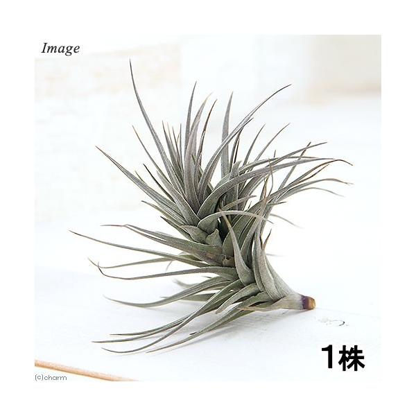 チャーム（charm） （観葉植物）エアープランツ チランジア