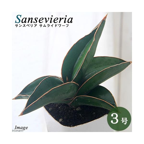 観葉植物 サンスベリア サムライドワーフ ３号 １鉢 チャーム Charm Paypayモール店 通販 Paypayモール
