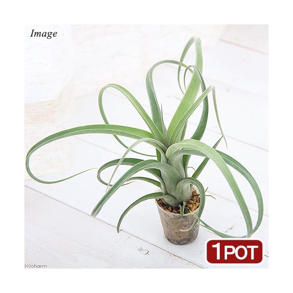 iϗtAjGA[vc@`WA@J[[XiP|bgj