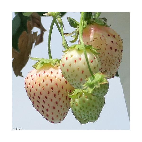 ガーデニング　果物　野菜　苗　イチゴ　苺　イチゴ苗　苺苗　サントリーイチゴ苗　サントリー本気野菜　植物　植物生体　ガーデニング生体　育て方　育成方法　栽培方法　Fragaria　ananassa　バラ科オランダイチゴ属　多年草植物　観葉植物...