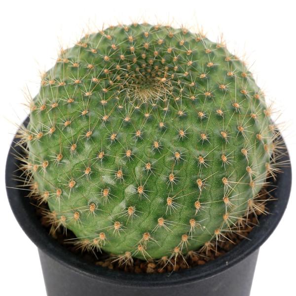 多肉植物）サボテン レブチア 宝山（ホウザン） 3号（1鉢