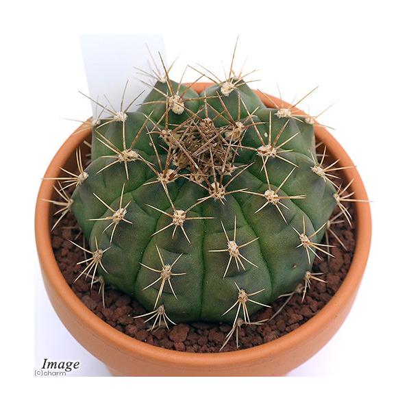 多肉植物)素焼鉢 サボテン ギムノカリキウム 翠晃冠 多肉植物)素焼鉢 サボテン ギムノカリキウム 翠晃冠