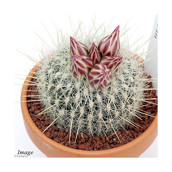 iAjfĔ@T{e@eJN^X@ہi^CnN}j@RiPj