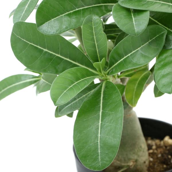 アデニウム 観葉植物の人気商品 通販 価格比較 価格 Com