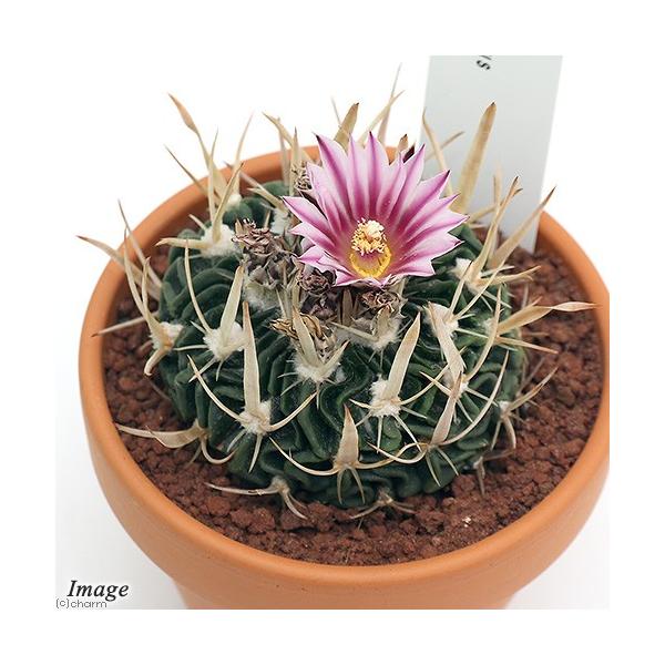 iAjfĔ@T{e@GLmtHXJN^X@kʁi`a~_}j@RiPj