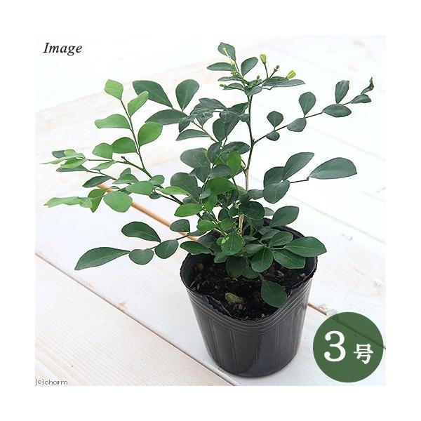 muryotassei_800_899　_gardening　ガーデニング　観葉植物　ハイドロカルチャー　オアシス苗　all_plants　oasisnae　両爬向き植物　オアシス苗単品　育て方　育成方法　栽培方法　Ｓｉｌｋ　Ｊａｓｍｉｎｅ...