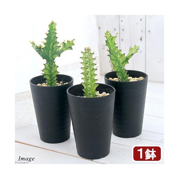 iAj[tHrA@NeA@NX^[^@CG[S[Xg@RDTiPj