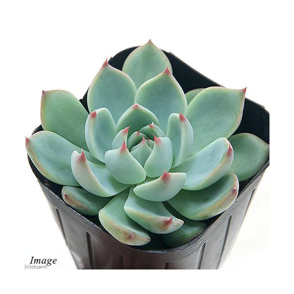 iAjGPxA@Y@QDT`RiP|bgj